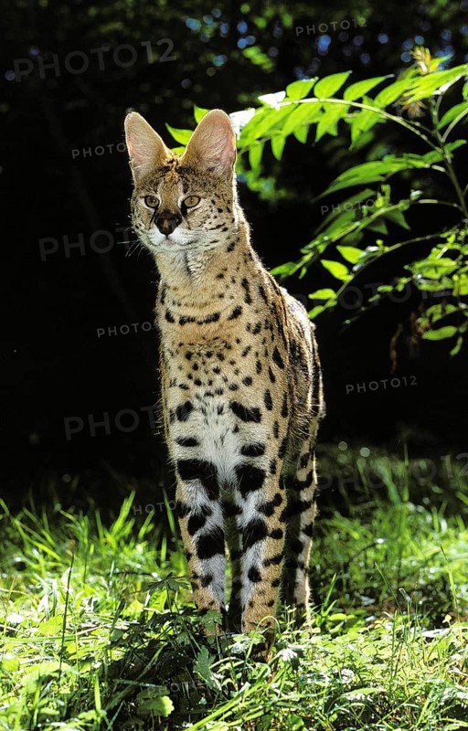 SERVAL (leptailurus serval), ADULT STANDING ON GRASS