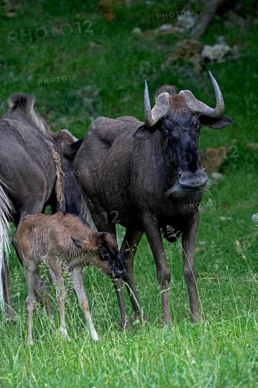 Black Wildebeest (connochaetes gnou), Female with Calf standing on Grass