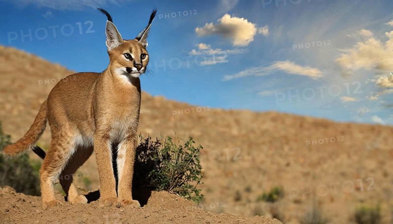 AI generated, animal, animals, mammal, mammals, biotope, habitat, a, individual, foraging, wildlife, Africa, South Africa, Asia, Central Asia, steppes, cat, cats, predator, caracal, desert lynx, caracal caracal), rests, hunts. jumps, Africa