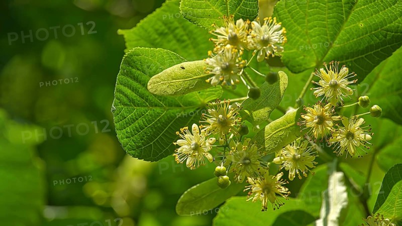 Linden tree branch adorned with small yellow flowers and surrounded by large green leaves, linden flowers exhibit varying stages of bloom with some petals open and others yet to unfurl