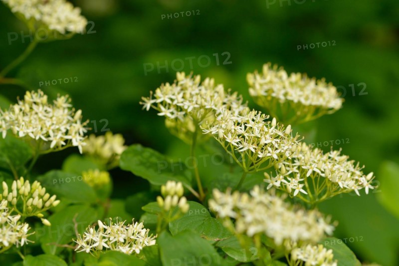 Flowering elderberry. Sambucus nigra in bloom, lots of small white flowers
