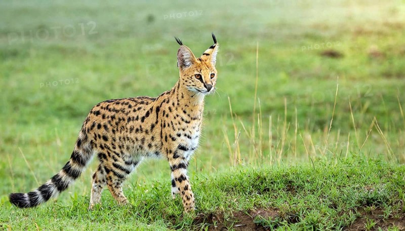 AI generated, animal, animals, mammal, mammals, biotope, habitat, one, individual, foraging, wildlife, caracal, caracal (Caracal caracal), lynx, lynxes