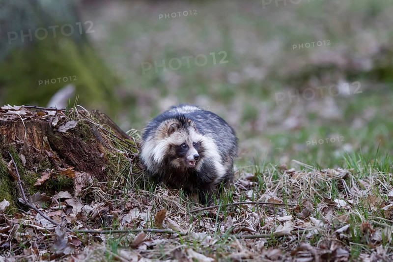 Marderhund, Nyctereutes procyonoides, common raccoon dog
