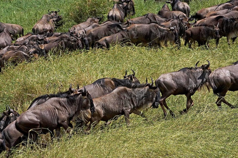 Blue Wildebeest (connochaetes taurinus), Herd migrating, Masai Mara Park in Kenya
