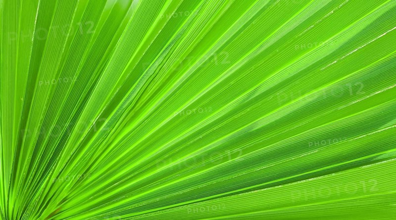 Palm leaf texture for background
