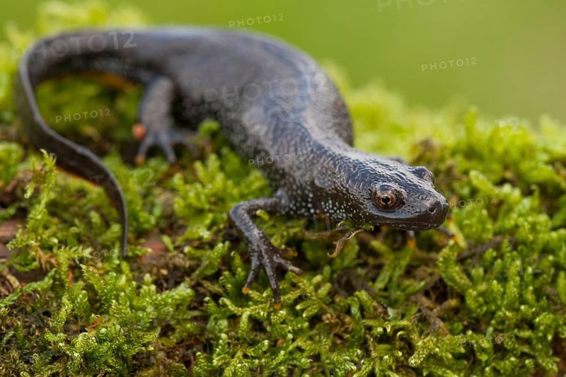 Northern crested newt (Triturus cristatus), Rhineland-Palatinate, Germany, Europe