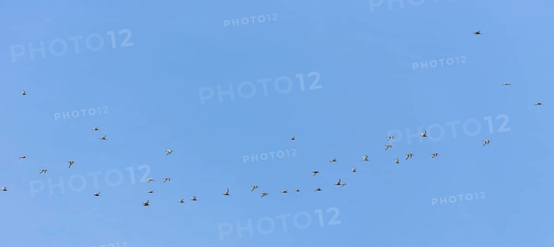 Bar-tailed godwits (Limosa lapponica) in flight over the Wadden Sea off Juist, East Frisian island, Germany. Bar-tailed godwits (Limosa lapponica) in flight over the East Frisian island Juist, Germany, Europe