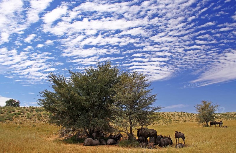 Streifengnu, blue wildebeest (Connochaetes taurinus), S