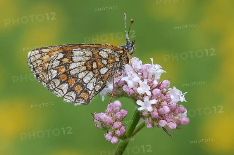 Common fritillary, Steigerwald, Franconia, Bavaria (Mellicta athalia), Germany, Europe