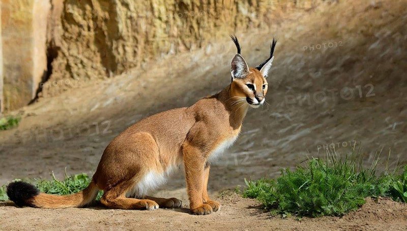AI generated, animal, animals, mammal, mammals, biotope, habitat, a, individual, foraging, wildlife, Africa, South Africa, Asia, Central Asia, steppes, cat, cats, predator, caracal, desert lynx, caracal caracal), rests, hunts. jumps, Africa