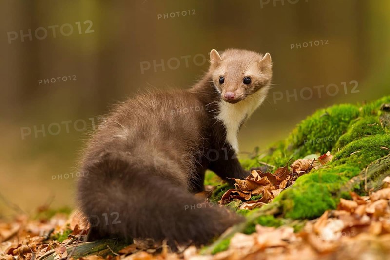 Steinmarder, Martes foina, white breasted marten