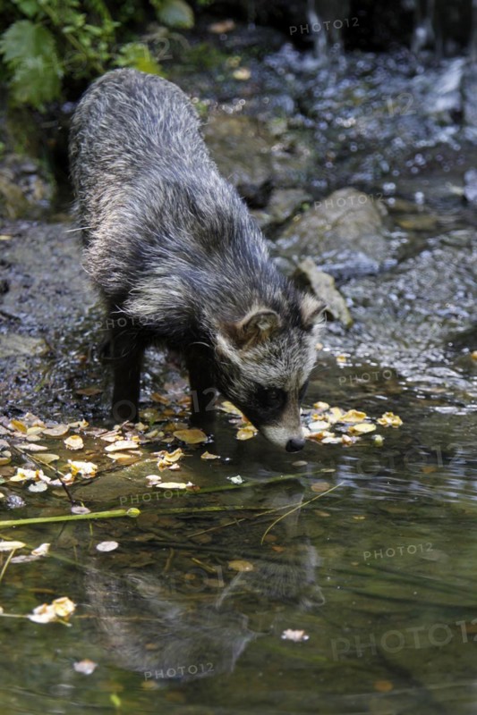 Tanuki