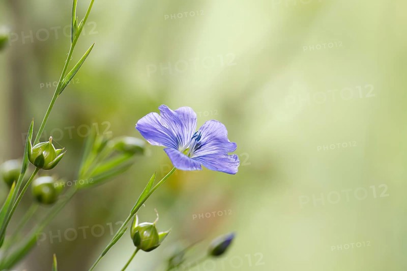 Flowering flax plant over blurred background, beautiful blue flax flower in selective focus and free space for text