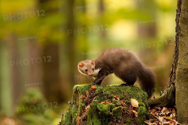 Steinmarder, Martes foina, white breasted marten