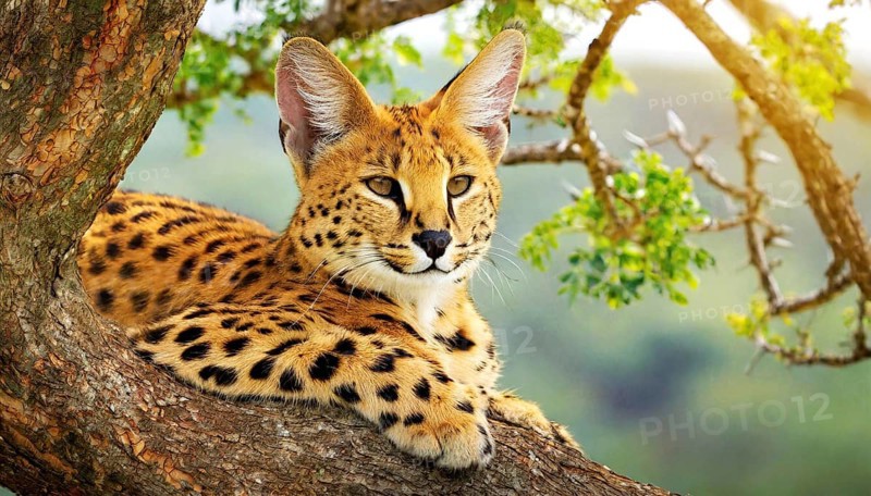 AI generated, animal, animals, mammal, mammals, biotope, habitat, one, individual, foraging, wildlife, caracal, caracal (Caracal caracal), lynx, lynxes, resting in tree