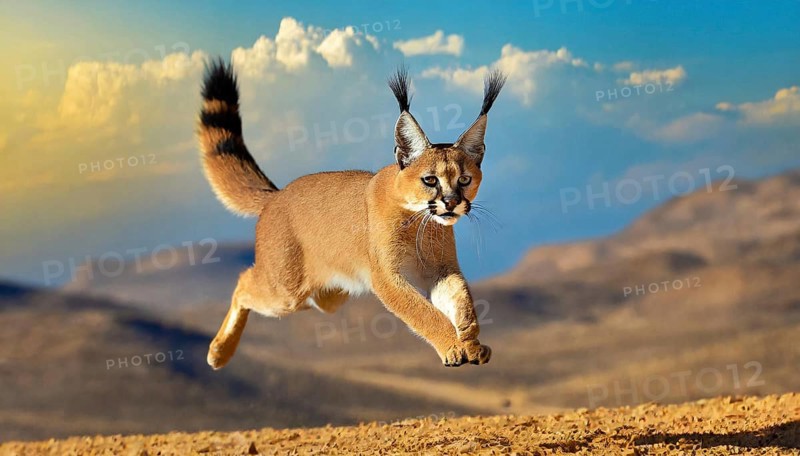 AI generated, animal, animals, mammal, mammals, biotope, habitat, one, individual, foraging, wildlife, Africa, South Africa, Asia, Central Asia, steppes, cat, cats, predator, caracal, desert lynx, caracal caracal), joie de vivre, jumps, hunting, Africa