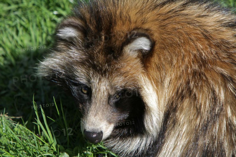 Tanuki