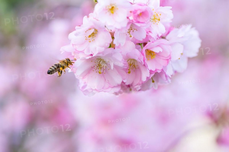 Honeybee flying at a pink flowering cherry tree