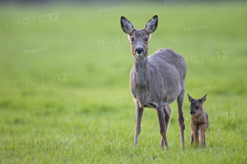 European roe deer (Capreolus capreolus) stand in a meadow and observe the photographer (European Roe Deer) (Western Roe Deer)