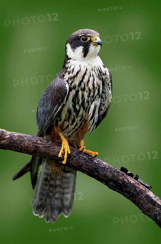 Eurasian hobby (Falco Subbuteo)