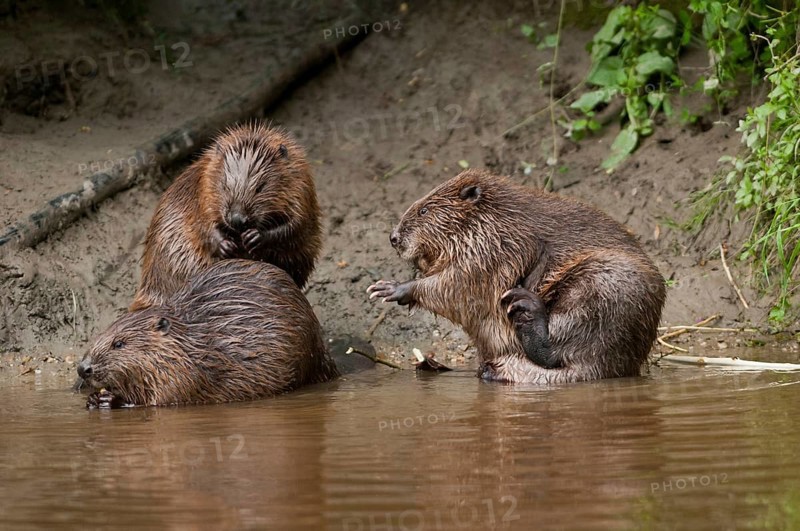 European beavers (Castor fiber), Rosenheim, Bavaria, Germany, Europe