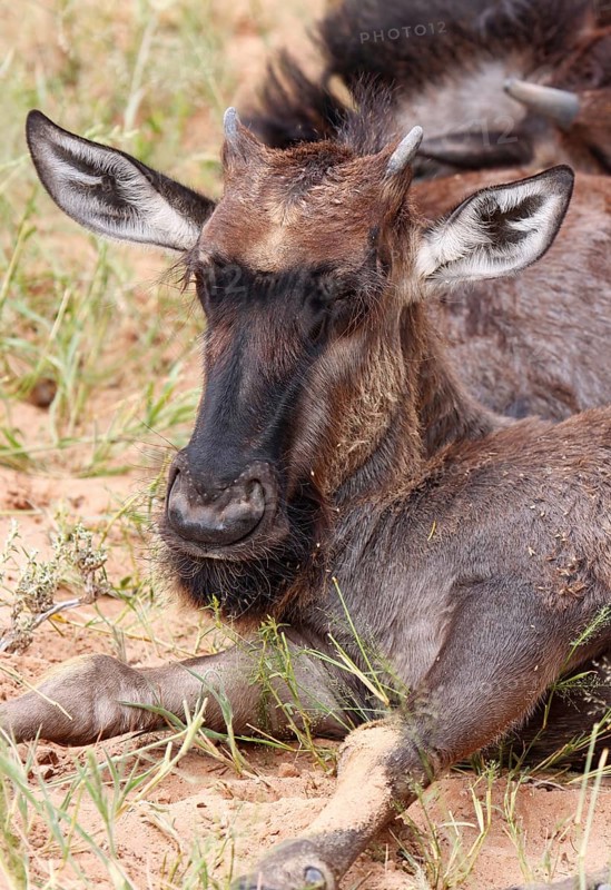 Junges Streifengnu, blue wildebeest (Connochaetes taurinus), S