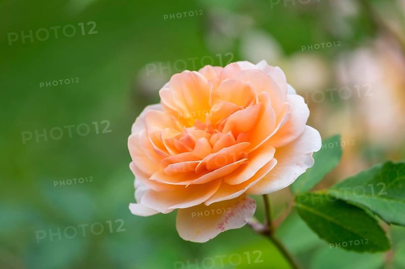Shrub Rose (Rosa)