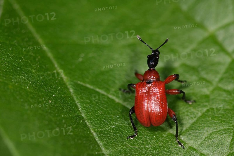 Hazel leaf roller