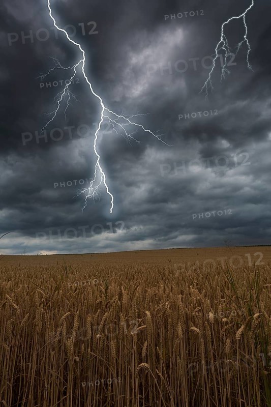 Thunderstorm with lightning over a cornfield
