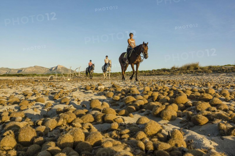 Posidonia balls, Es Dolç beach, Son Real dunes, Alcudia bay, Santa Margarida, Mallorca, Balearic islands, spain