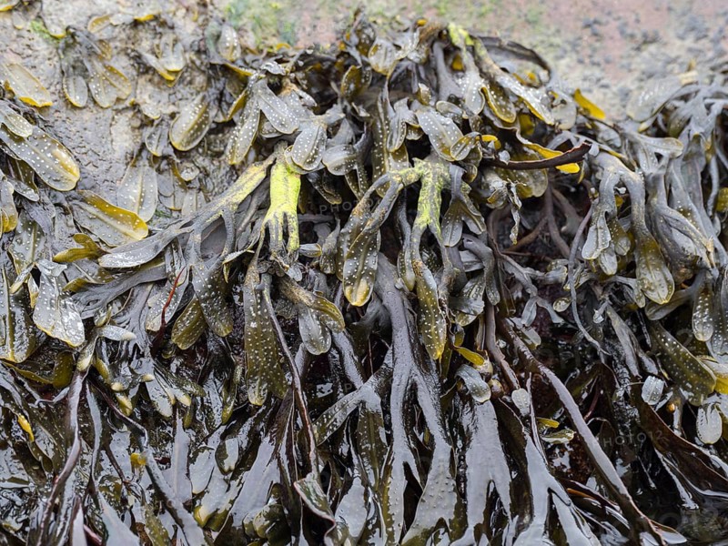 The brown alga Fucus distichus on the German Baltic coast