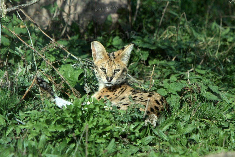 Serval