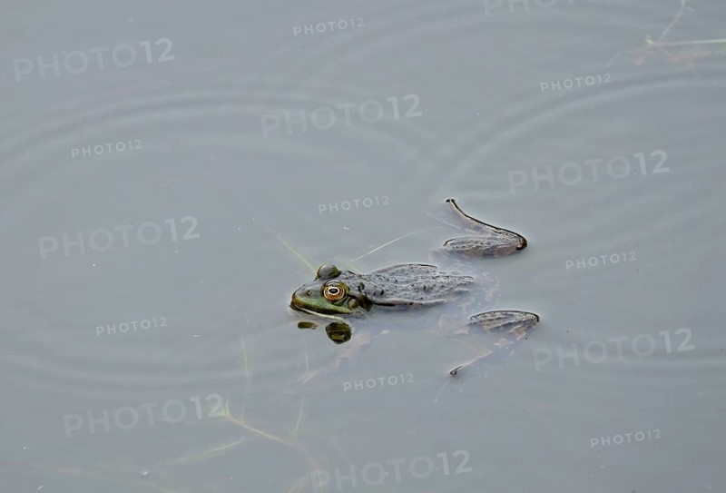 Green frog (Pelophylax esculentus)