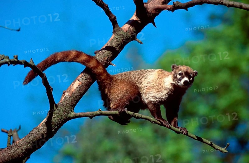 White nosed coati (Nasua narica)