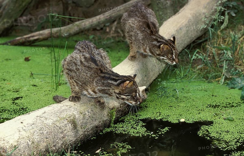LEOPARD CAT (prionailurus bengalensis), PAIR HUNTING