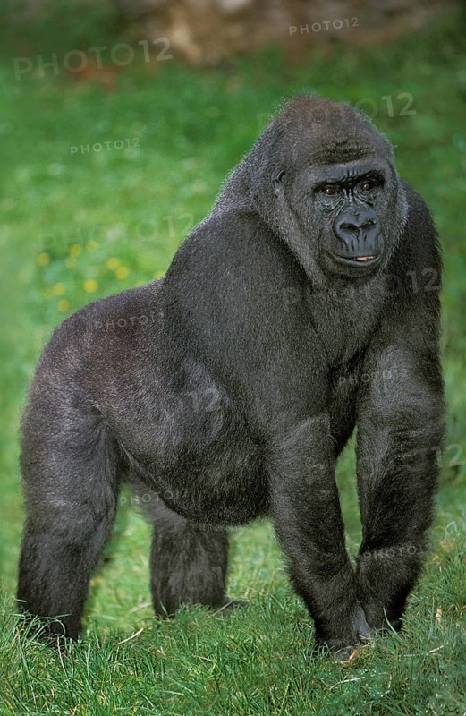 EASTERN LOWLAND (GORILLA gorilla gorilla) graueri, FEMALE STANDING ON GRASS