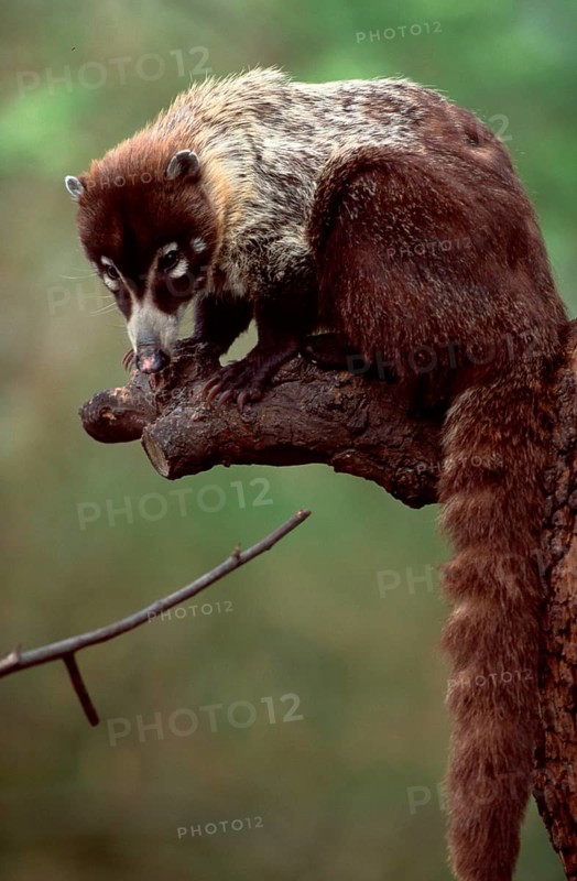 White-nosed Coati (Nasua narica)