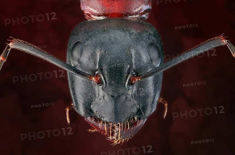 Head of a brown-black horse ant (Camponotus)