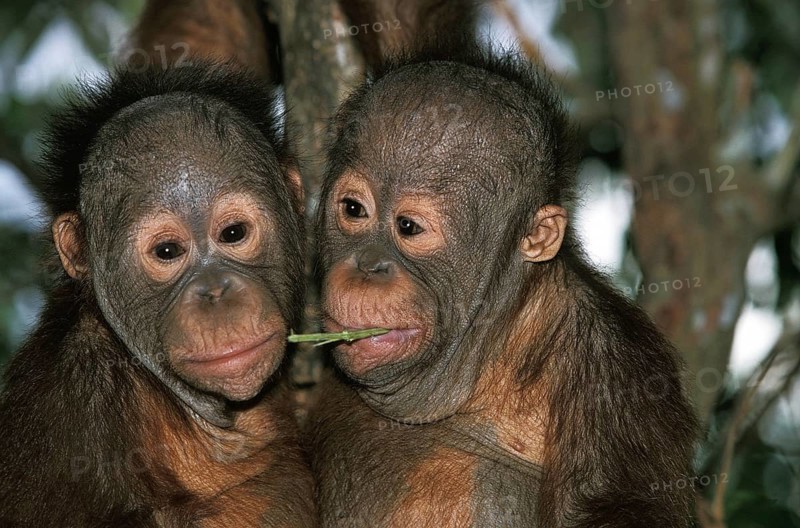 ORANG UTAN (pongo pygmaeus), PORTRAIT OF BABIES, BORNEO