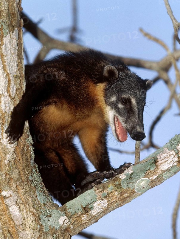 Ringtailed Coati or Coatimundi (nasua nasua), Adult perched in Tree, Pantanal in Brazil