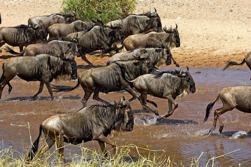 Blue wildebeest (connochaetes taurinus), herd crossing a river during migration, Masai Mara Park, Kenya, Africa
