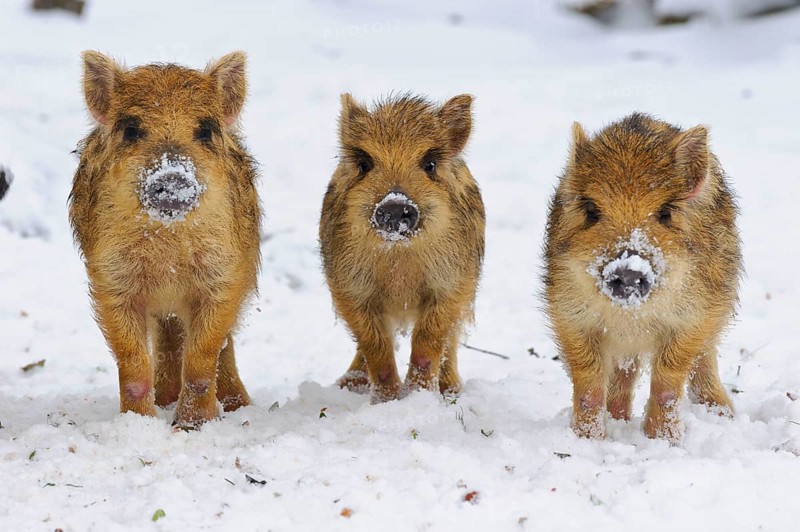 Wild boars (Sus scrofa) Freshmen