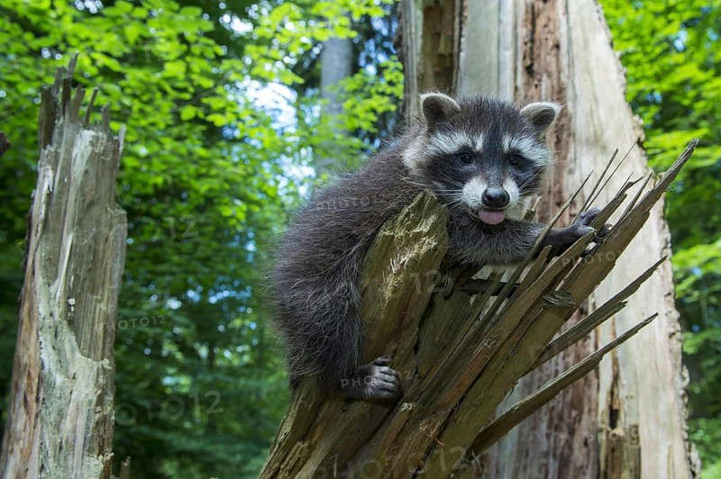 Raccoon (Procyon lotor) , Young animal, Lower Saxony, Germany, Europe