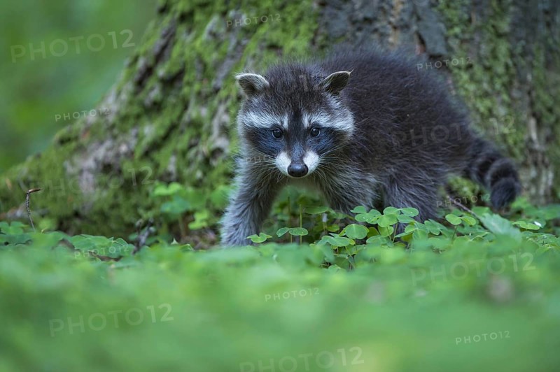 Raccoon (Procyon lotor) , Young animal, Lower Saxony, Germany, Europe