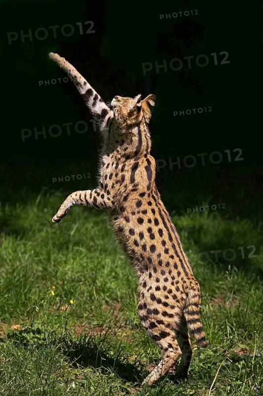 Serval (leptailurus serval), adult chasing bird