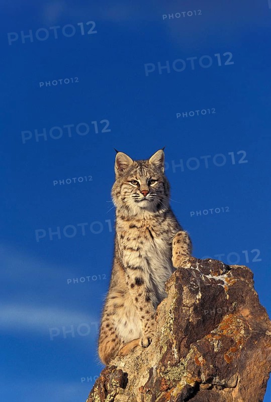 BOBCAT (lynx rufus), ADULT STANDING ON ROCK, CANADA