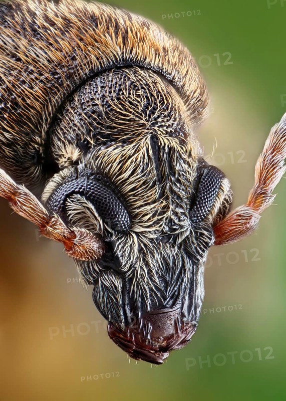 Head of a Bean weevil (Bruchinae)