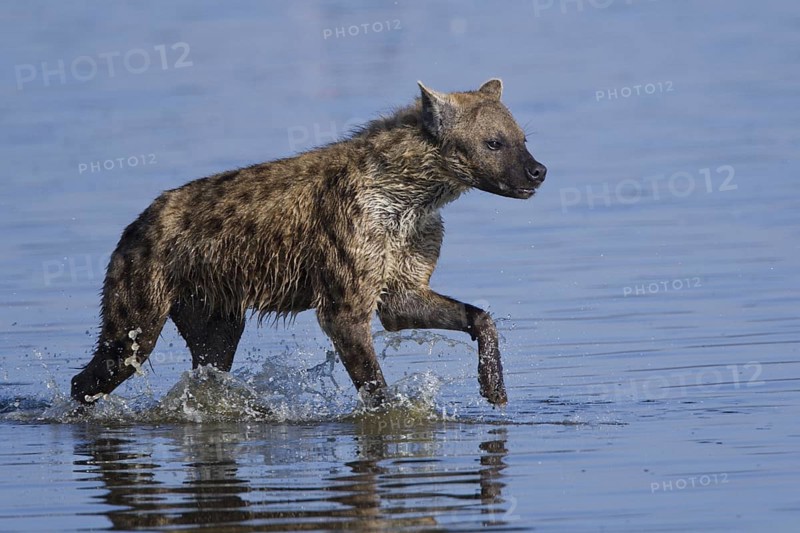 Spotted hyena (Crocuta crocuta), Lake Nakuru National Park, Hyena, Kenya, Africa