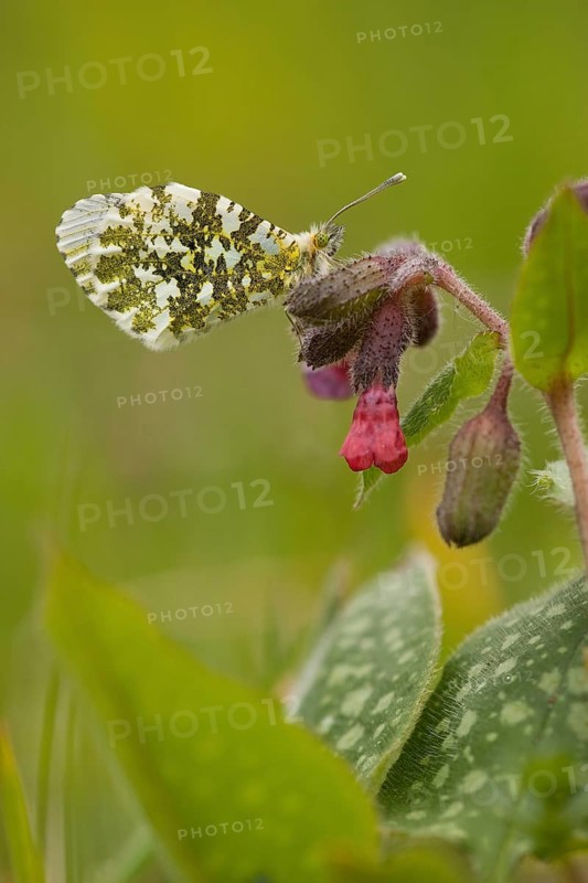 Orange tip (Anthocharis cardamines), Rhineland-Palatinate, Germany, Europe