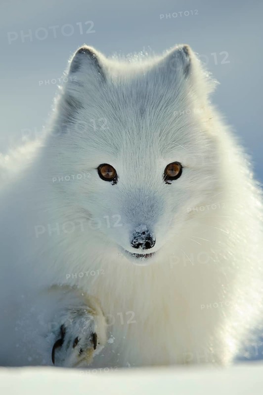 Arctic fox (Alopex lagopus) (Vulpes lagopus)